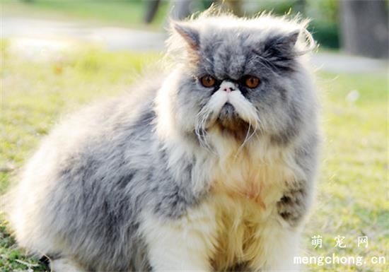 关于如何给波斯猫美容的方法