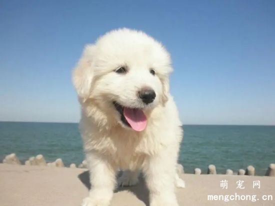 关于狗狗妈妈产后的护理