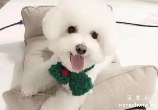 关于狗狗的假怀孕的知识