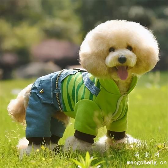 关于狗狗的假怀孕的知识