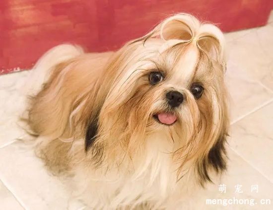 关于西施犬的饲养技巧和方法