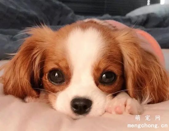 关于骑士查理王猎犬的饲养方法