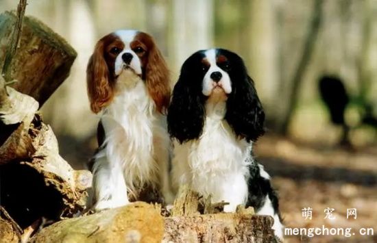 关于骑士查理王猎犬的饲养方法