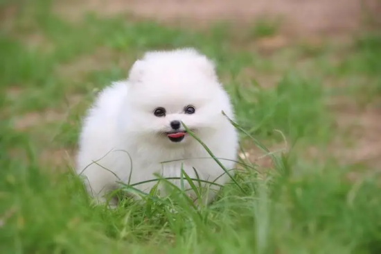养博美犬注意事项