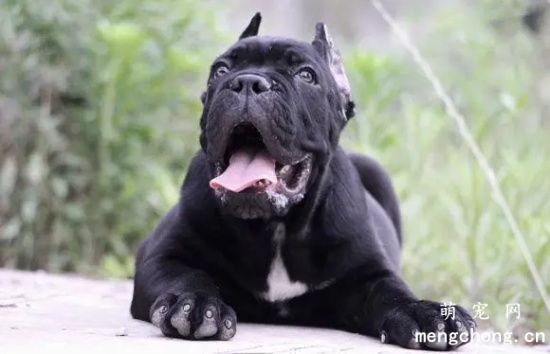 养卡斯罗犬要注意什么？卡斯罗犬怎么训练？