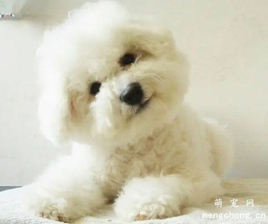 养比熊犬注意事项
