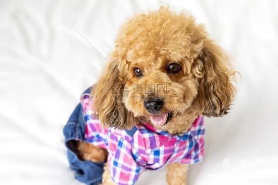 养泰迪犬的注意事项