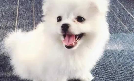 养狗狗的看过来！狗狗有异味是怎么个事？