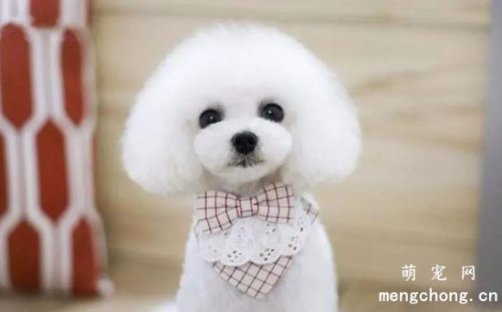 养贵宾犬的注意事项