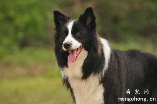 养边境牧羊犬注意事项