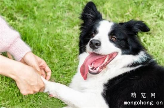 狗狗边境牧羊犬