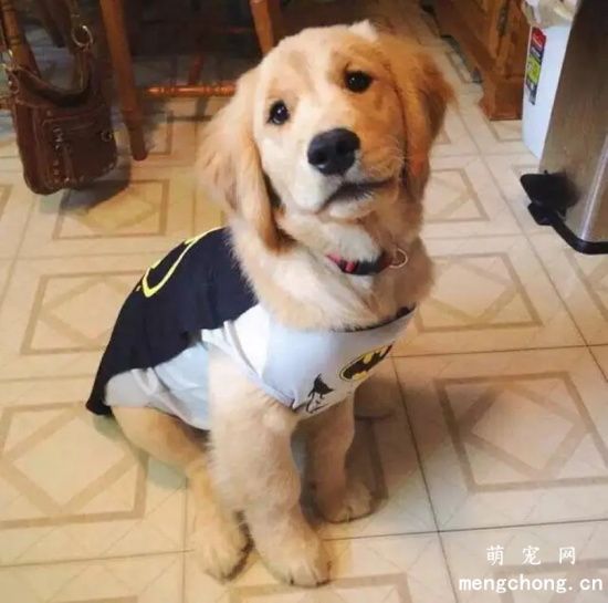 养金毛犬注意事项