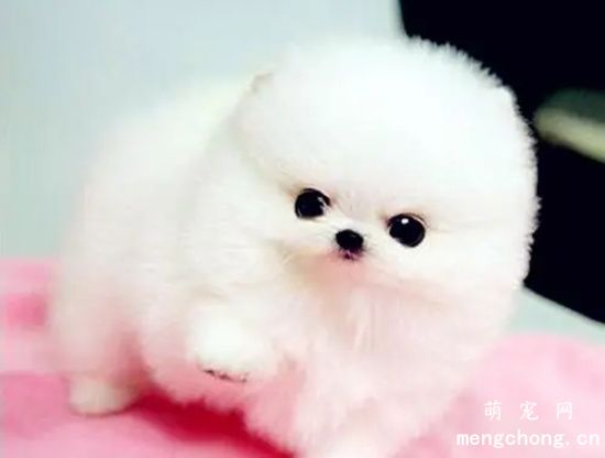 冬天博美犬怎么养护？