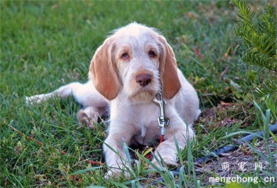 冬季如何给犬补充维生素?