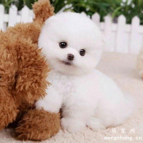 冬季幼犬的护理