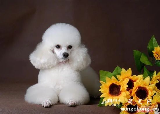 冬季狗狗也需要补水