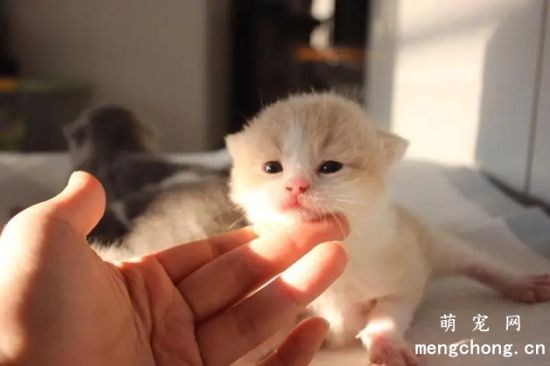 刚出生的小猫拉稀怎么办