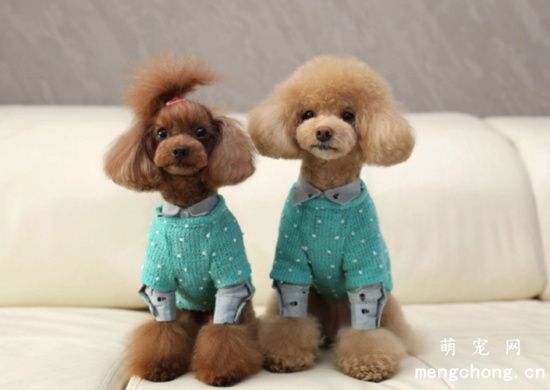 刚出生的贵宾犬怎么断尾巴,为什么泰迪一出生就要剪尾巴
