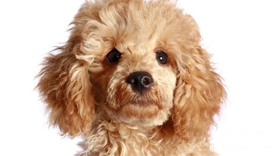 刚出生的贵宾犬怎么断尾巴,为什么泰迪一出生就要剪尾巴