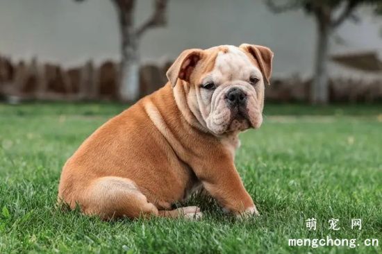 刚到家的斗牛犬要注意什么？