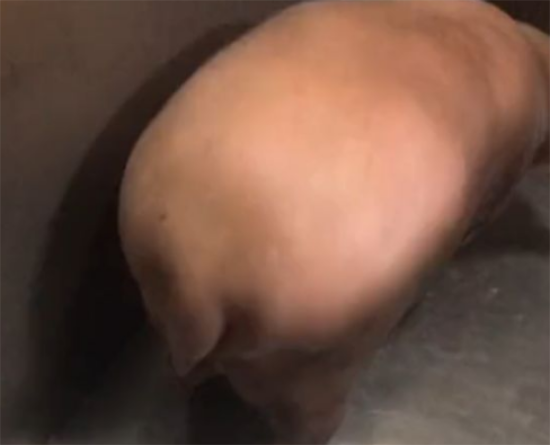 刚进电梯的时候还以为谁家的猪跑了，仔细一看笑喷