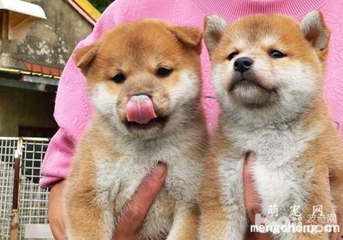 初次喂养狗狗不可过饱