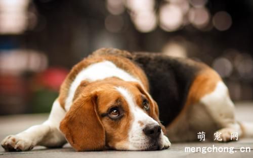 初级狗训练什么时候最为合适？训练狗时应该注意什么？