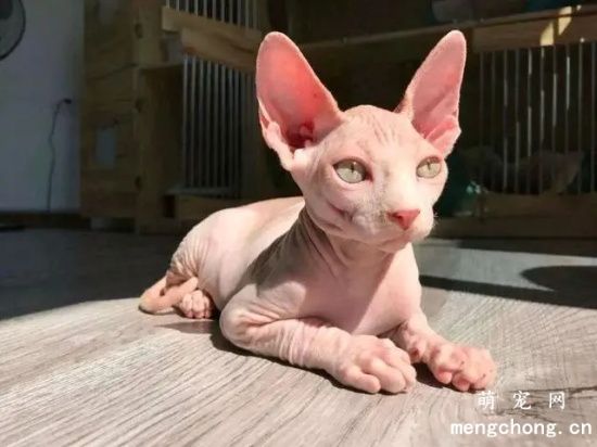 加拿大无毛猫价格多少?