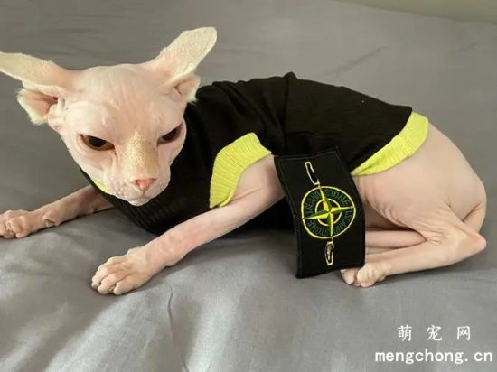 加拿大无毛猫（斯芬克斯猫）的生活习性