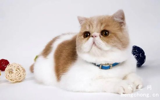 加菲猫和波斯猫的区别关系