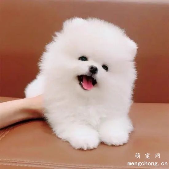 博美不吃东西怎么办?