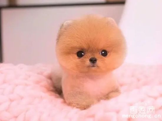 博美感冒怎么办 如何进行治疗