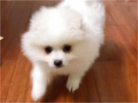 博美正常体重多少
