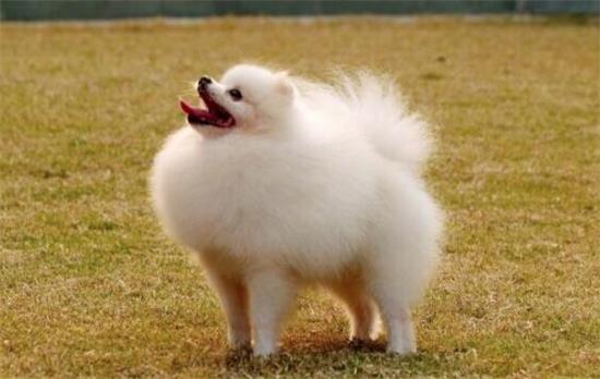 博美犬不能吃什么食物?