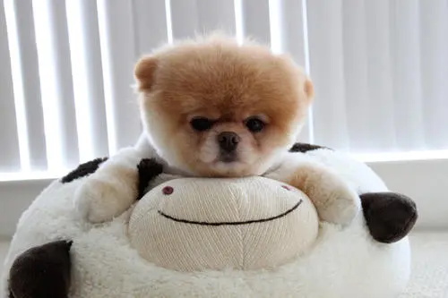 博美犬体臭严重怎么办