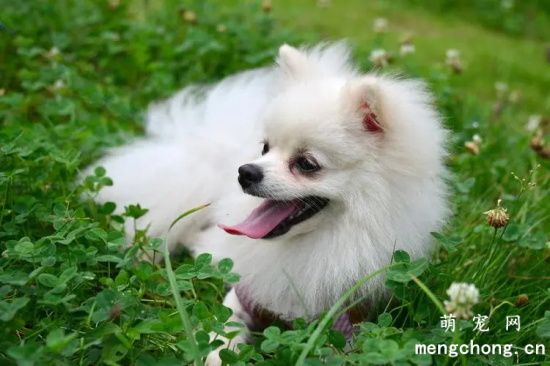 博美犬可以喝牛奶吗？