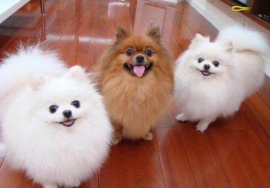 博美犬咳嗽的原因