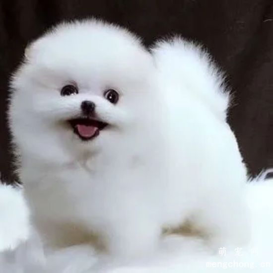 博美犬在换毛期间美容需要注意什么？