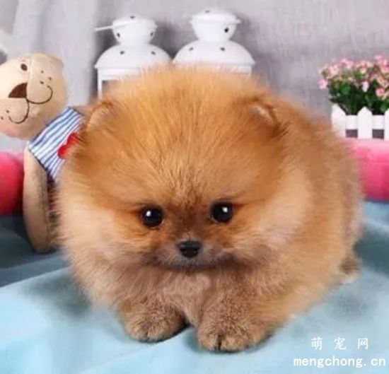 博美犬怎么养