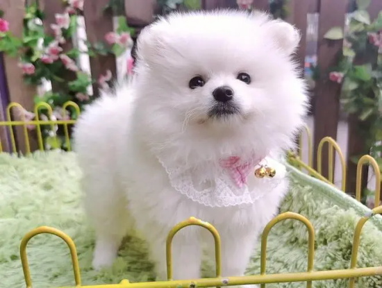 博美犬怎么养？