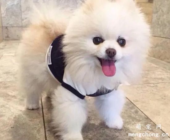 博美犬怎么养方法