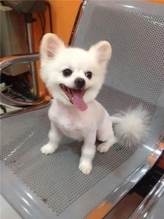 博美犬性格特点