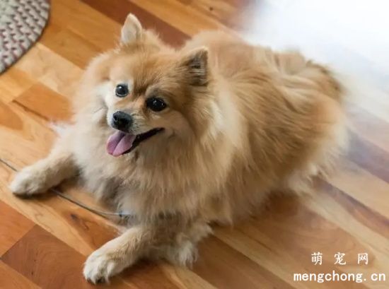 博美犬患上白内障的原因都有哪些？