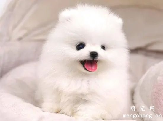 博美犬感冒了怎么办?
