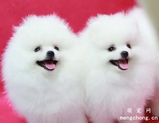 博美犬早上狂叫不止是咋回事？