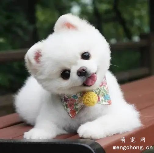 博美犬的喂食方法
