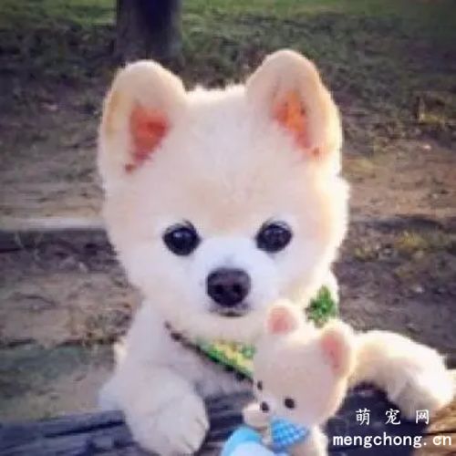 博美犬饲养照顾全攻略，轻松掌握！