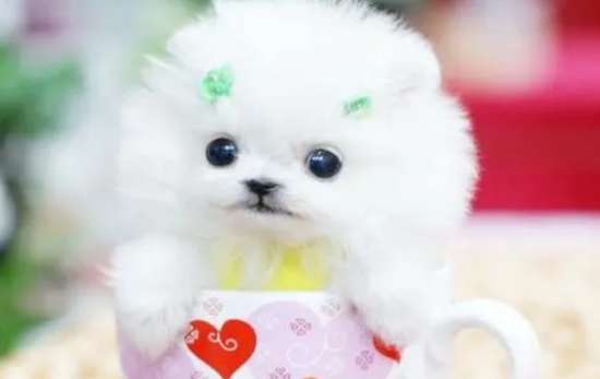 博美茶杯犬的价格是多少