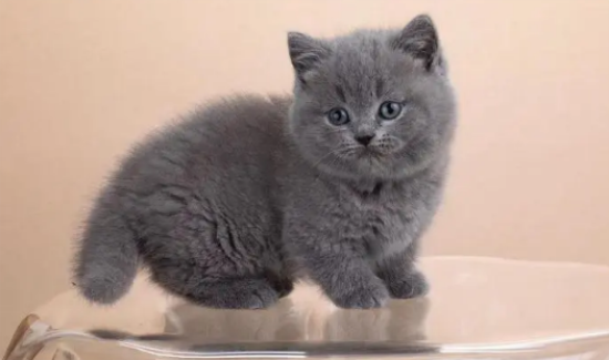 卡尔特猫和英短的区别图片