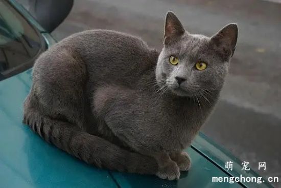 卡尔特猫和英短的区别是什么